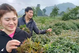 Cây dại xưa làm hàng rào, nay là "nhân sâm quý", trồng kiếm 12 triệu/tháng