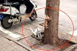 Bài học tuyệt vời khi mèo mẹ dạy con leo cây