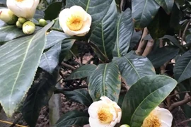 Cây bạch hải đường và những lầm tưởng về sự quý hiếm