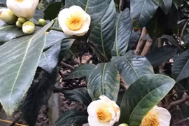 Cây bạch hải đường và những lầm tưởng về sự quý hiếm