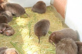 Loài lạ ở Việt Nam cả đời không uống nước, là đặc sản kiếm hàng trăm triệu/năm