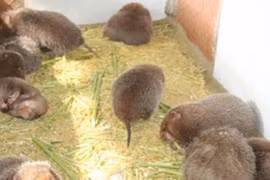 Loài lạ ở Việt Nam cả đời không uống nước, là đặc sản kiếm hàng trăm triệu/năm