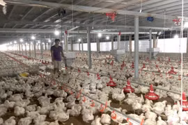 Gà ế, chủ trại phải bán giá rẻ như cho chỉ 11.000 đồng/kg