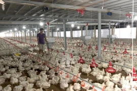 Gà ế, chủ trại phải bán giá rẻ như cho chỉ 11.000 đồng/kg