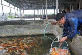 Loài cá sống dai cả thế kỉ, nhiều người Việt nuôi có trăm triệu "đút túi"