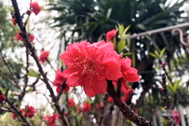 Hàng độc ra chợ: Đào thất thốn cổ mốc thếch, đại gia rút ví trăm triệu