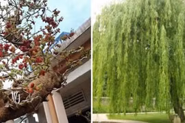 Cuối năm thấy 5 cây này chắn trước cửa, chặt ngay kẻo khắc Thần Tài