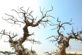 Chậu sung trăm tuổi trụi lá, hét giá 200 triệu ở Hà Nội