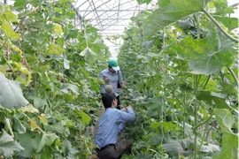 Nông nghiệp TP HCM sẽ chuyển đổi số như thế nào? 