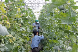 Nông nghiệp TP HCM sẽ chuyển đổi số như thế nào? 