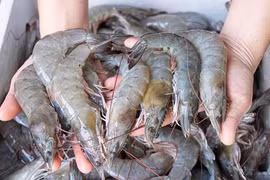 Xuất khẩu tôm tăng 33% so với cùng kỳ