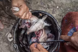 Giật mình món ăn “dị thường” của bộ lạc trong rừng già Amazon