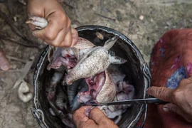 Giật mình món ăn “dị thường” của bộ lạc trong rừng già Amazon