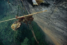 "Đứng tim" nghề săn mật ong cổ xưa trên vách núi ở Nepal 