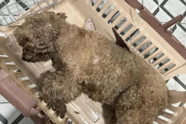 Cún cưng của Châu Bùi gặp nạn mất sau chuyến bay, chị gái chia sẻ chi tiết vụ việc