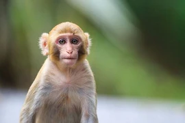 Hi hữu: Cô gái bị khỉ nuôi nhà hàng xóm cắn nát tay