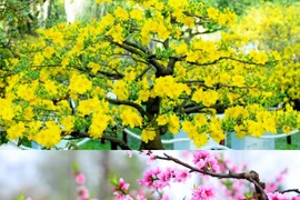 Những loại hoa ngày tết nên cắm mang lại may mắn cho gia chủ