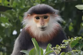 Ngắm Voọc chà vá chân nâu quý hiếm tại Việt Nam