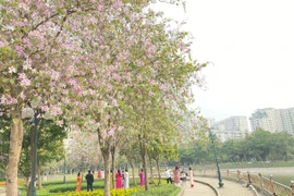 Công viên ngập tràn sắc hoa được mệnh danh đẹp như Hàn Quốc