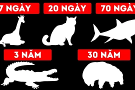 Tại sao động vật có khả năng nhịn đói tốt?