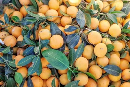 Tác dụng không ngờ của quả thanh trà không phải ai cũng biết