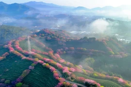 Ngắm vẻ đẹp nhân đôi của hoa anh đào giữa đồi trà xanh ngát