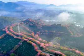 Ngắm vẻ đẹp nhân đôi của hoa anh đào giữa đồi trà xanh ngát