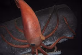 6 sinh vật dưới đáy đại dương khiến bạn vừa thích thú lại sợ hết hồn