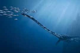 Thực hư quái vật biển "hafgufa" đe dọa người Bắc Âu thời trung cổ