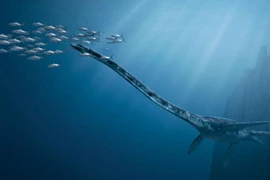 Thực hư quái vật biển "hafgufa" đe dọa người Bắc Âu thời trung cổ