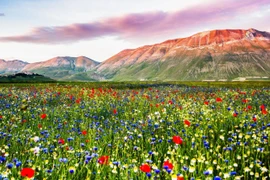 Chiêm ngưỡng hoa xuân nở rộ trên khắp thế giới