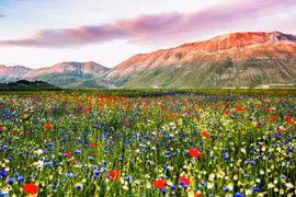 Chiêm ngưỡng hoa xuân nở rộ trên khắp thế giới