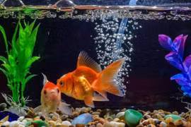 Cá sống dưới nước nhưng có bao giờ bị khát nước không?