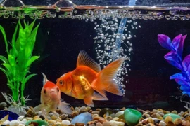 Cá sống dưới nước nhưng có bao giờ bị khát nước không?