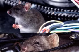 Chuột làm ổ trên ô tô gây ra những tác hại gì?