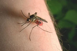 Vì sao muỗi luôn chỉ đốt bạn và bỏ qua người khác?