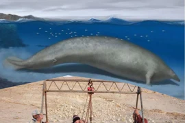 Phát hiện động vật nặng nhất từng sống trên Trái Đất