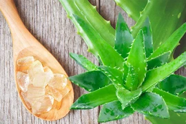 4 cách trị tàn nhang bằng nha đam đơn giản tại nhà