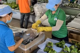 Khát vọng tỷ USD từ trồng chuối, nuôi heo của đại gia Việt