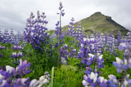 Khám phá 4 địa điểm ngắm hoa tuyệt đẹp ở châu Âu