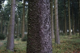 Tại sao thân cây có hình trụ tròn?