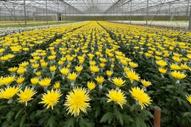 Giá hoa bắt đầu tăng nhẹ cận Tết Nguyên Đán 2023