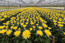 Giá hoa bắt đầu tăng nhẹ cận Tết Nguyên Đán 2023