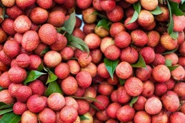 Vải thiều Úc gần 1,3 triệu đồng 1 kg "cháy hàng"