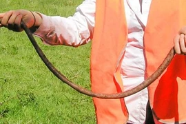 Những khám phá thú vị về loài giun đất không phải ai cũng biết