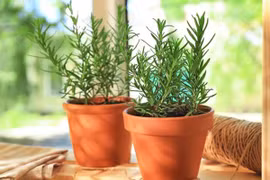 Top 5 loại cây đuổi muỗi hiệu quả nên trồng trong nhà