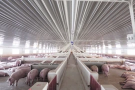 Giá heo hơi hôm nay 4/1/2023: Thị trường 3 miền thế nào?