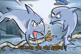 Cáp quang biển sợ gì nhất?