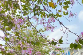 Hà Nội: Những con đường ngập tràn sắc hoa đẹp mê lòng người.