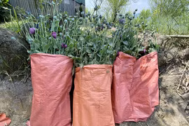 Bắt giữ một phụ nữ trồng gần 2.000 cây thuốc phiện